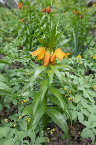 Fritillaria eduardii, photograph 2