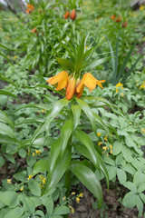 Fritillaria eduardii, photograph (c) Morten Ross, some rights reserved (CC BY)