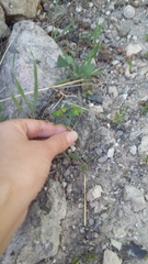 Euphorbia taurinensis