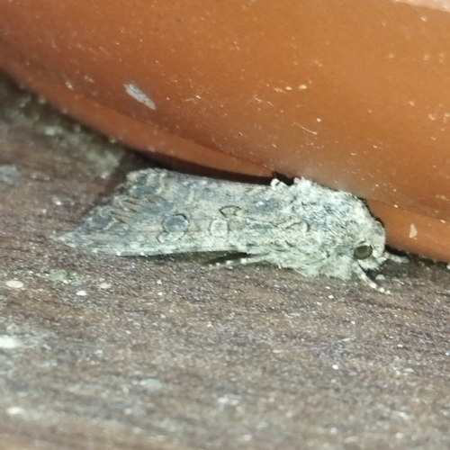 Photo of Nutmeg Moth (Anarta trifolii)