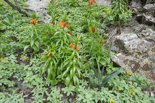 Fritillaria eduardii, photograph 1