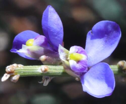 Broom Milkwort