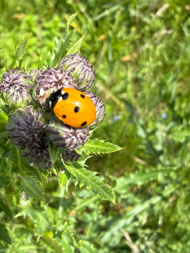 Seven-spotted Lady Beetle