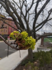 Acer platanoides