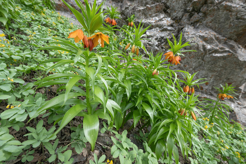 Fritillaria eduardii
