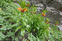 Fritillaria eduardii