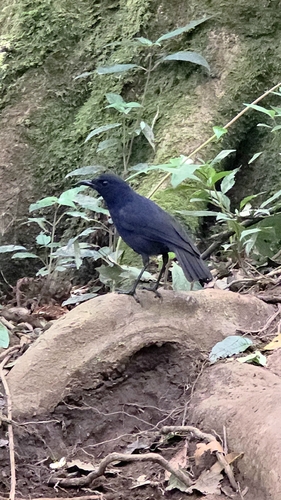 Javan Whistling Thrush (Myophonus glaucinus), photo 1