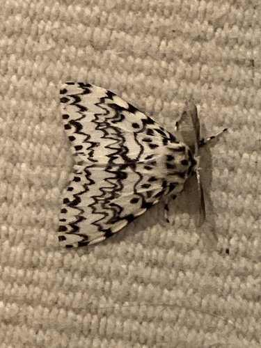 Black Arches