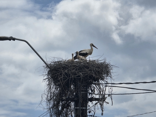 White Stork
