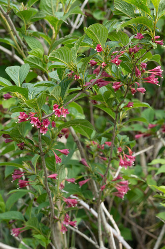 Weigela decora iNat (3)