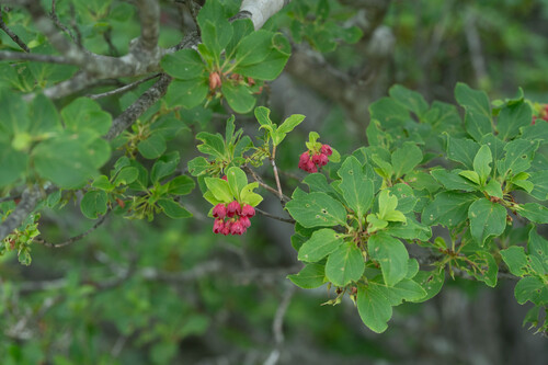Enkianthus campanulatus observed 2026-06-14
