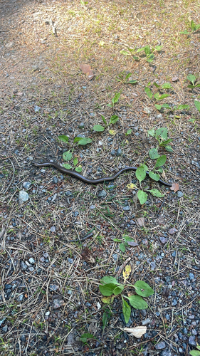 Common Slowworm