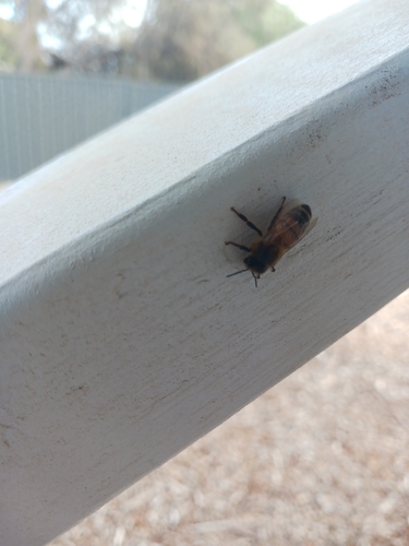 Western Honey Bee
