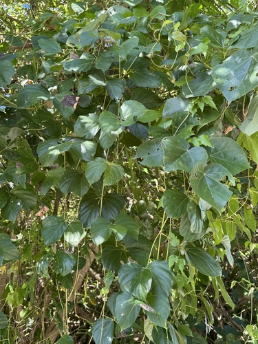 Mucuna membranacea iNat (2)