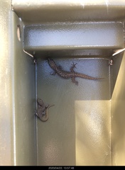 Pachydactylus punctatus