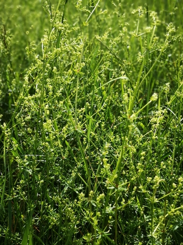 Statusis lipikas