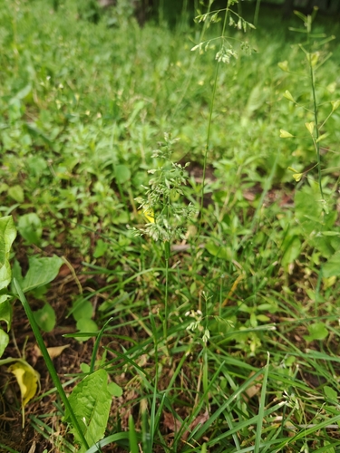 Poa supina, 2026-06-17