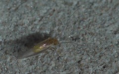 Valenzuela burmeisteri