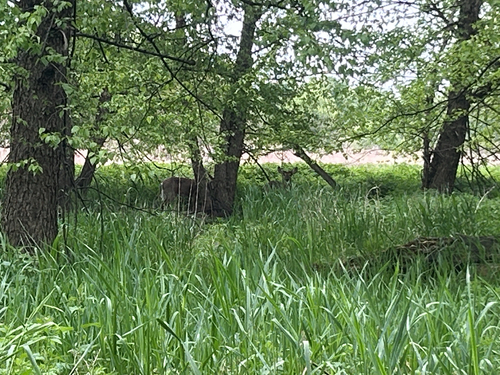 White-tailed Deer