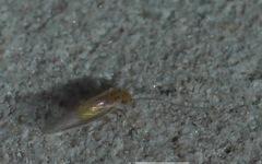 Valenzuela burmeisteri