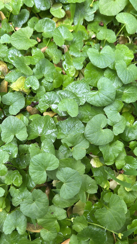 lesser celandine