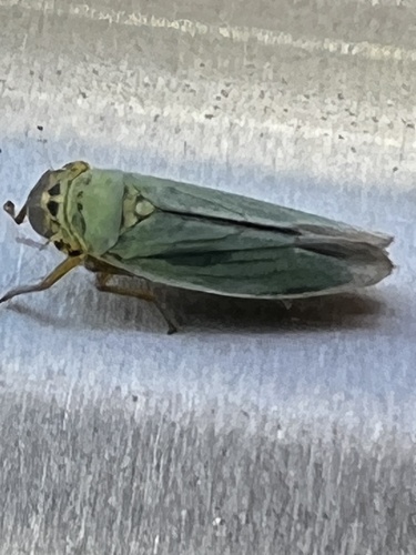 Green Leafhopper