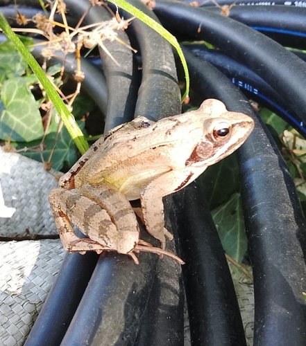 Agile Frog