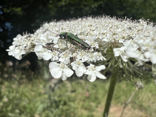 Thick-legged Flower Beetle
