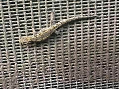Mokopirirakau granulatus