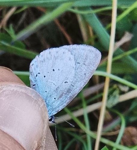 Holly Blue