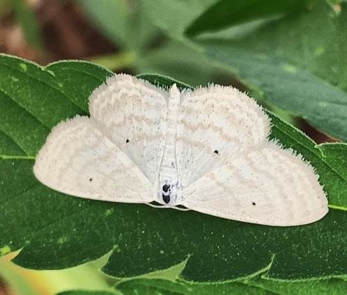 Lesser Cream Wave