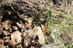 Ommatoiulus sabulosus aimatopodus