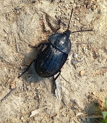 Black snail beetle