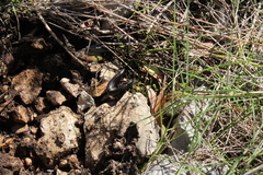 Ommatoiulus sabulosus aimatopodus