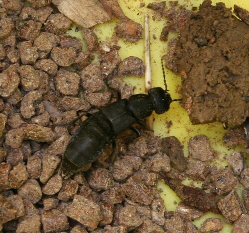 Devil's Coach Horse Beetle