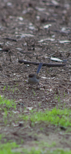 Superb Fairywren