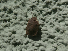 Sciocoris microphthalmus