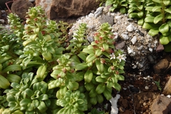 Lysimachia mauritiana, photograph (c) 如此甚好, some rights reserved (CC BY)