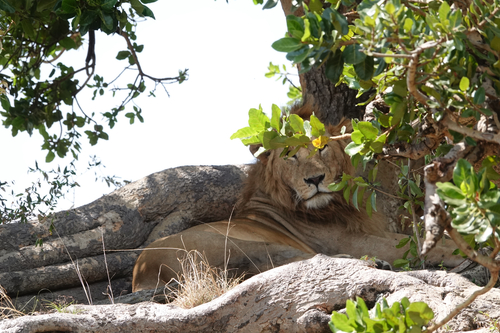 Southern Lion