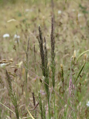 Agrostis microphylla