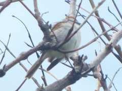Spizella passerina