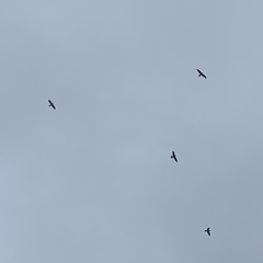 Ictinia mississippiensis