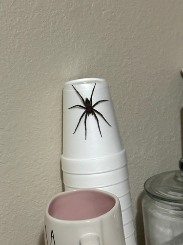 Fishing Spiders