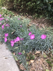Dianthus