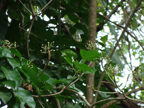 Image of Dendropanax arboreus by (c) Alexis López Hernández, some rights reserved (CC BY)