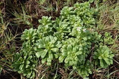 Lysimachia mauritiana, photograph (c) 如此甚好, some rights reserved (CC BY)