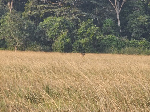 Forest Buffalo