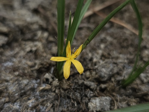 Curculigo pilosa