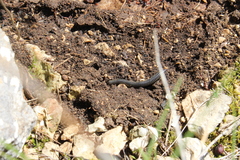 Ommatoiulus sabulosus aimatopodus