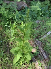 Nicotiana tabacum